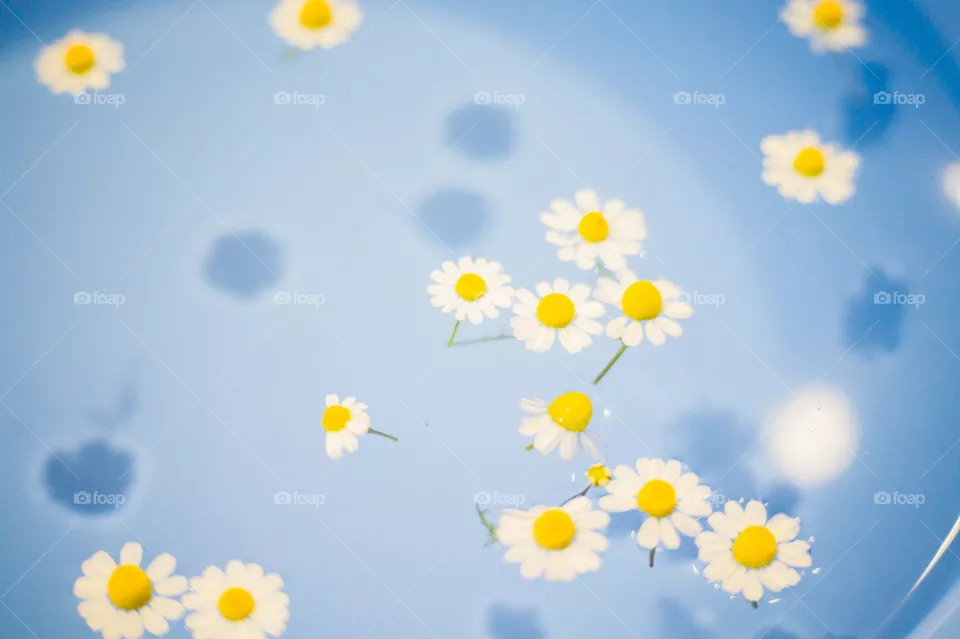 Close-up of small and beautiful daisies in a blue bowl with transparent water and shadow at the bottom of the bowl.