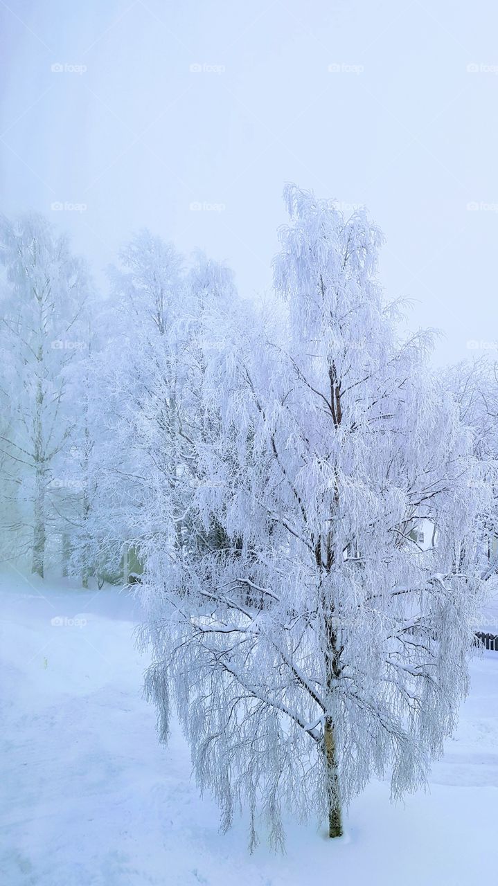 snowy trees outside my window