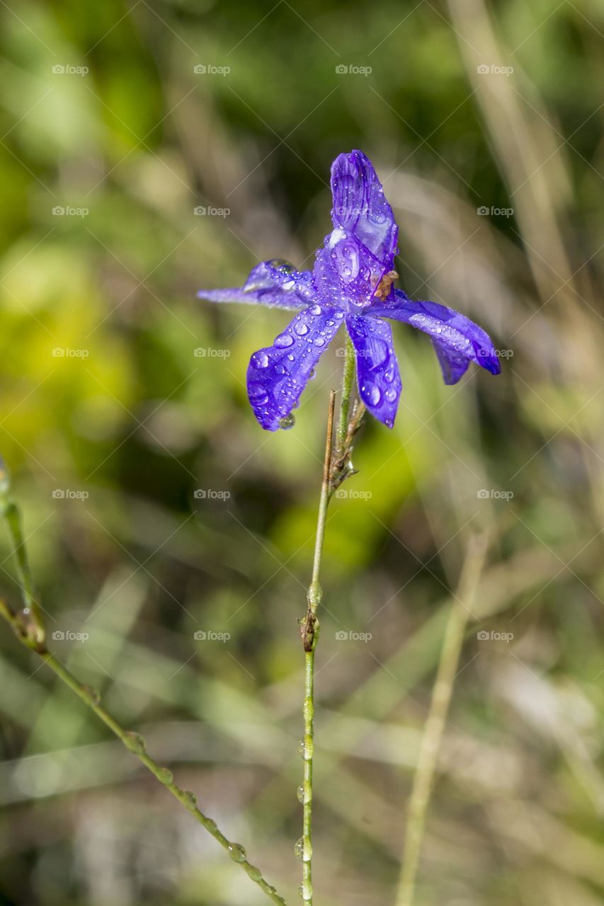 Consolida regalis.