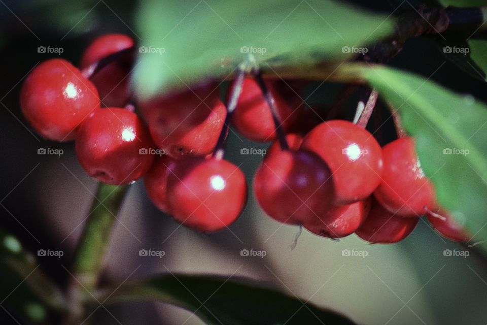 Cherry Deliciousness