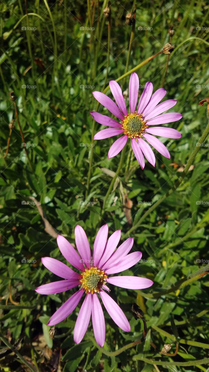 Pink blooms