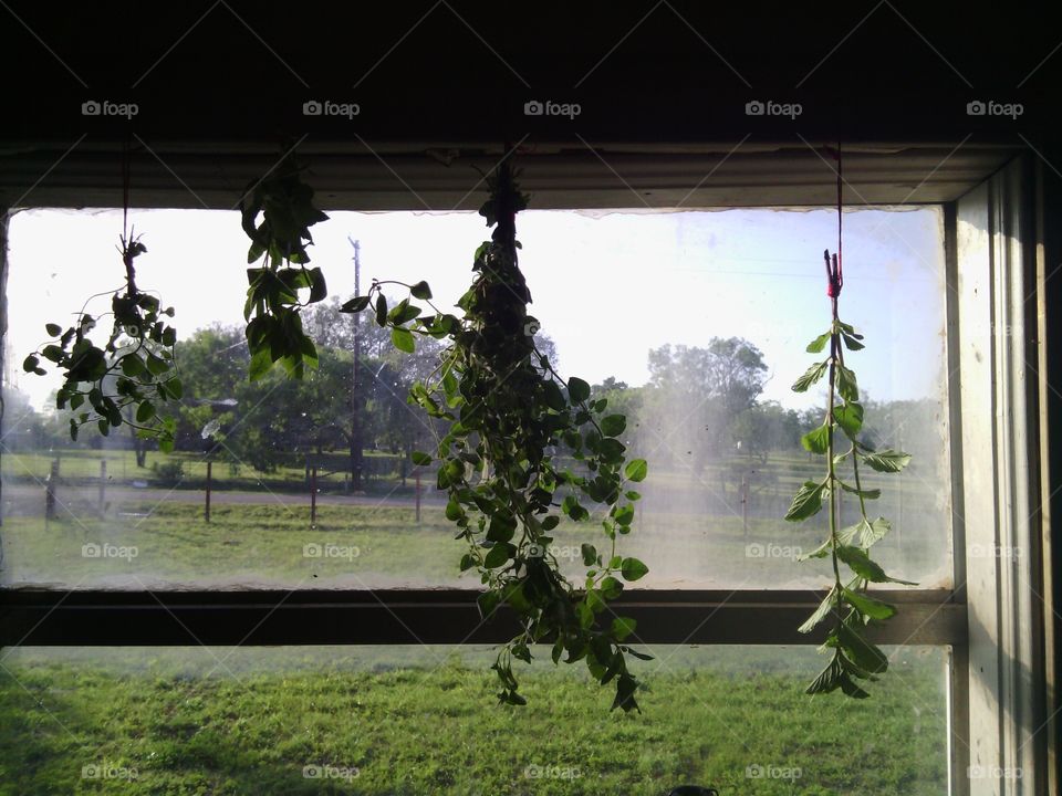herbs in window