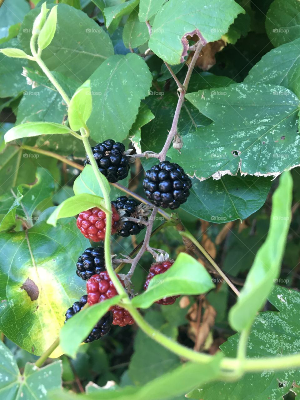 Honeysuckle and blackberries 