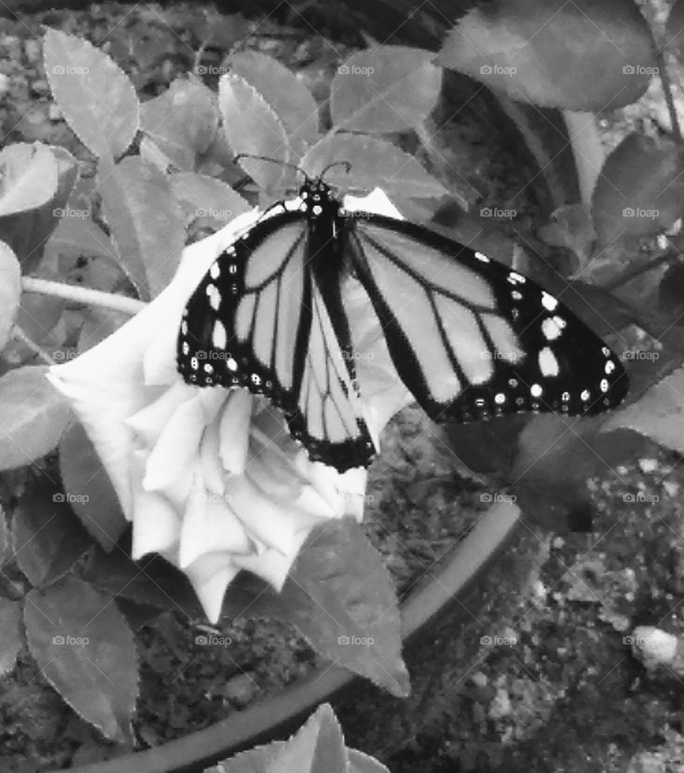 butterfly pm they rose