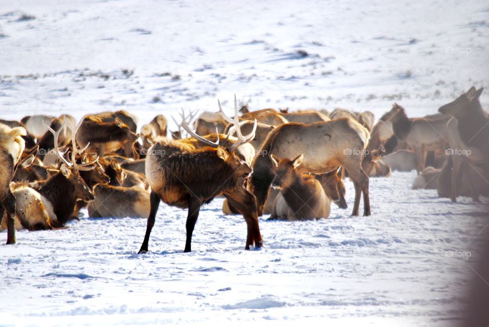 Elk Herd at Jackson Hole Elk Refuge