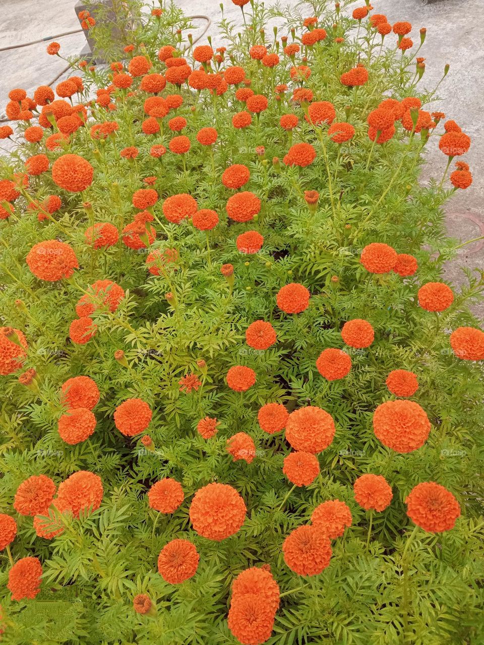 Beautiful Orange🟠 Marigold flowers 🌸🌺🌻🌹🌷🌼💐