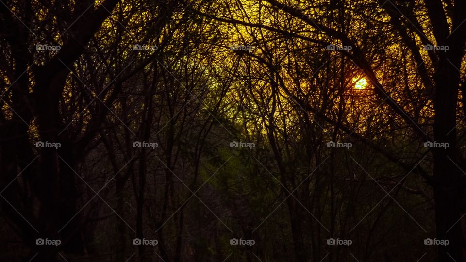 View of trees in forest