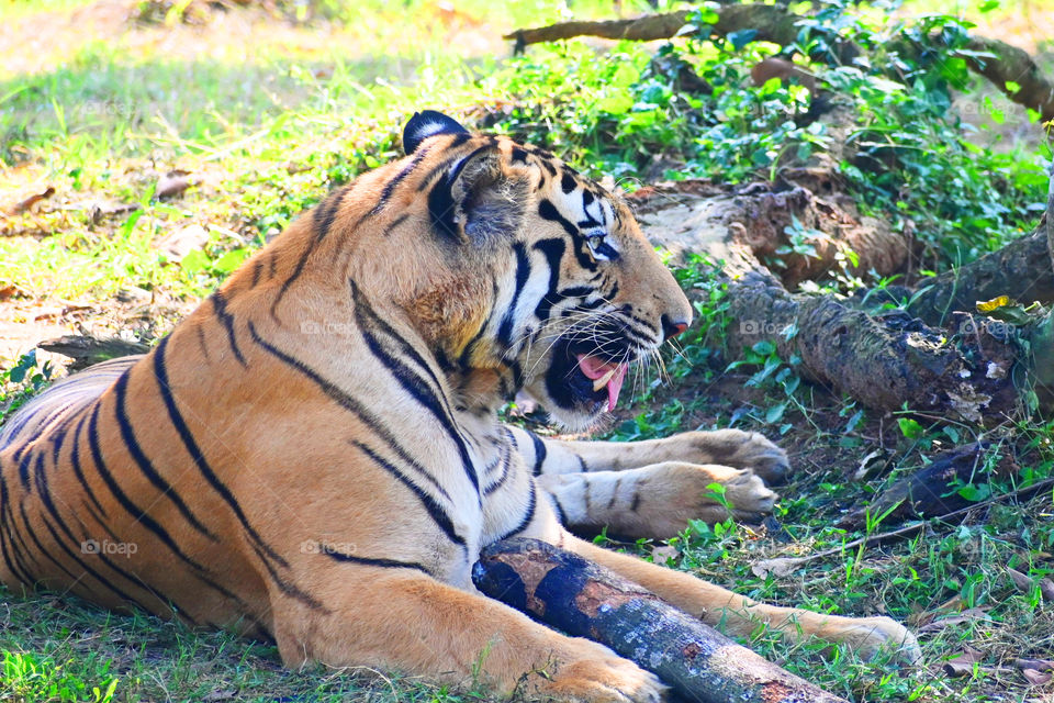 wildlife tiger in jungle
