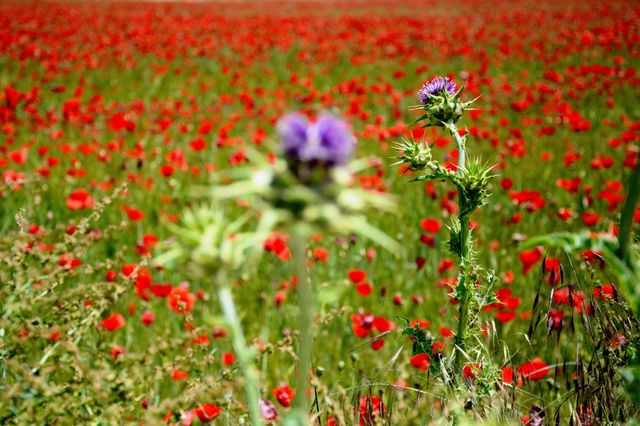 field of poppies and two thistles