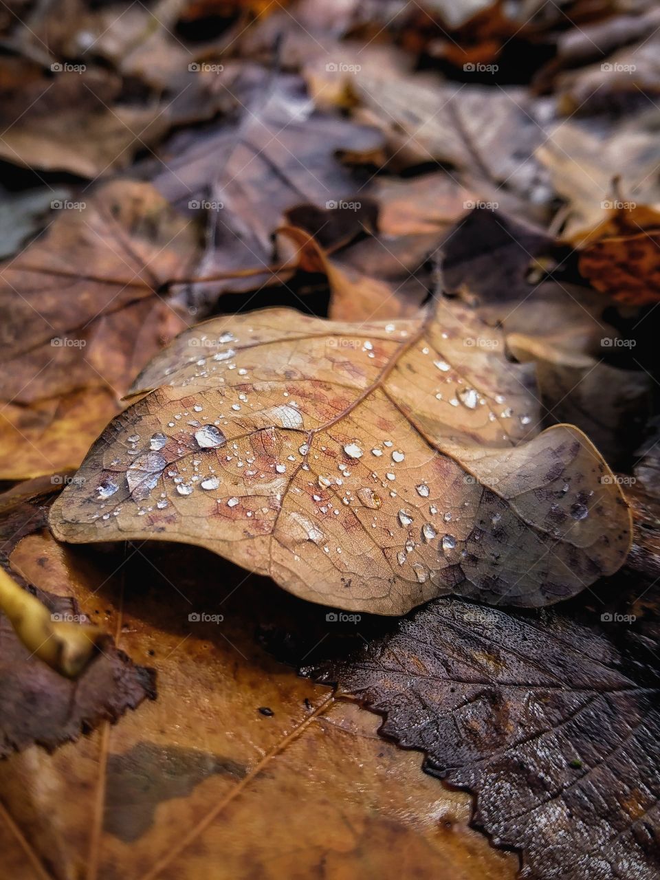 Water drop on autumn leaf