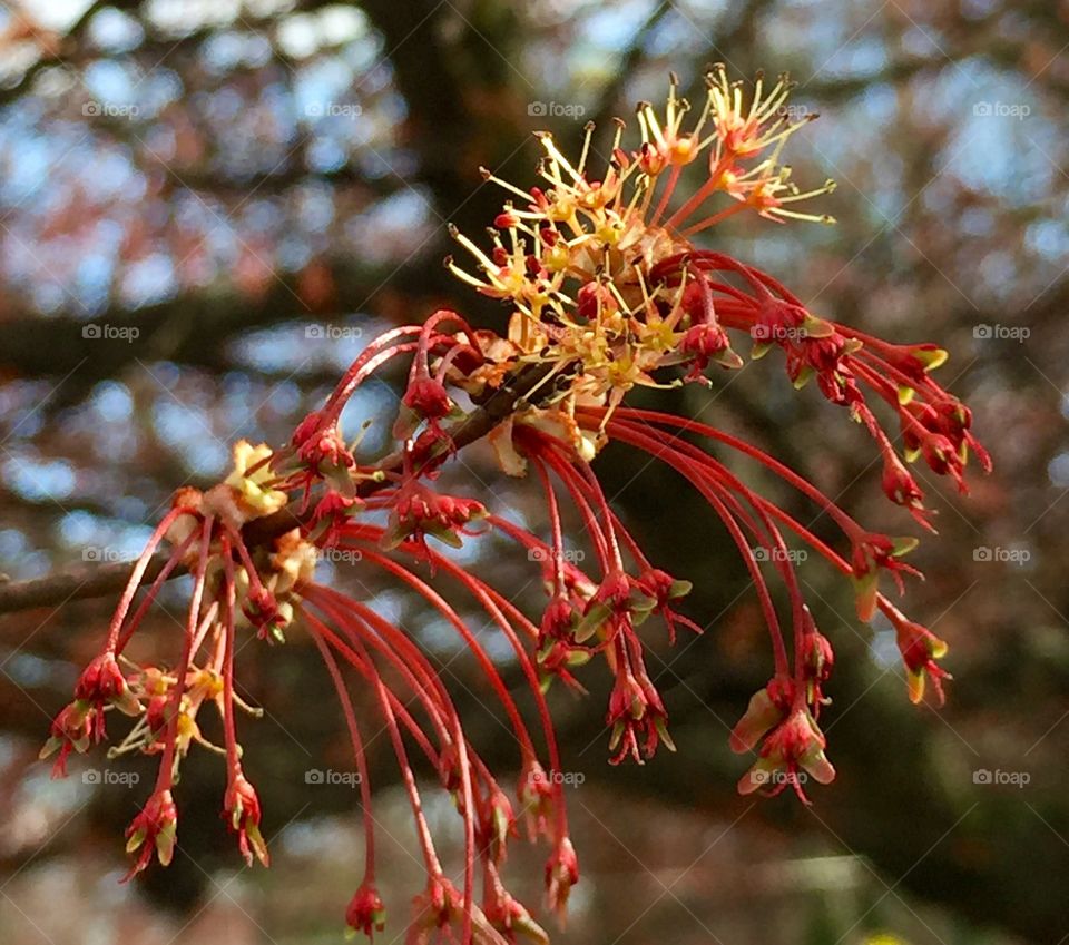 Baby maple whirlybirds