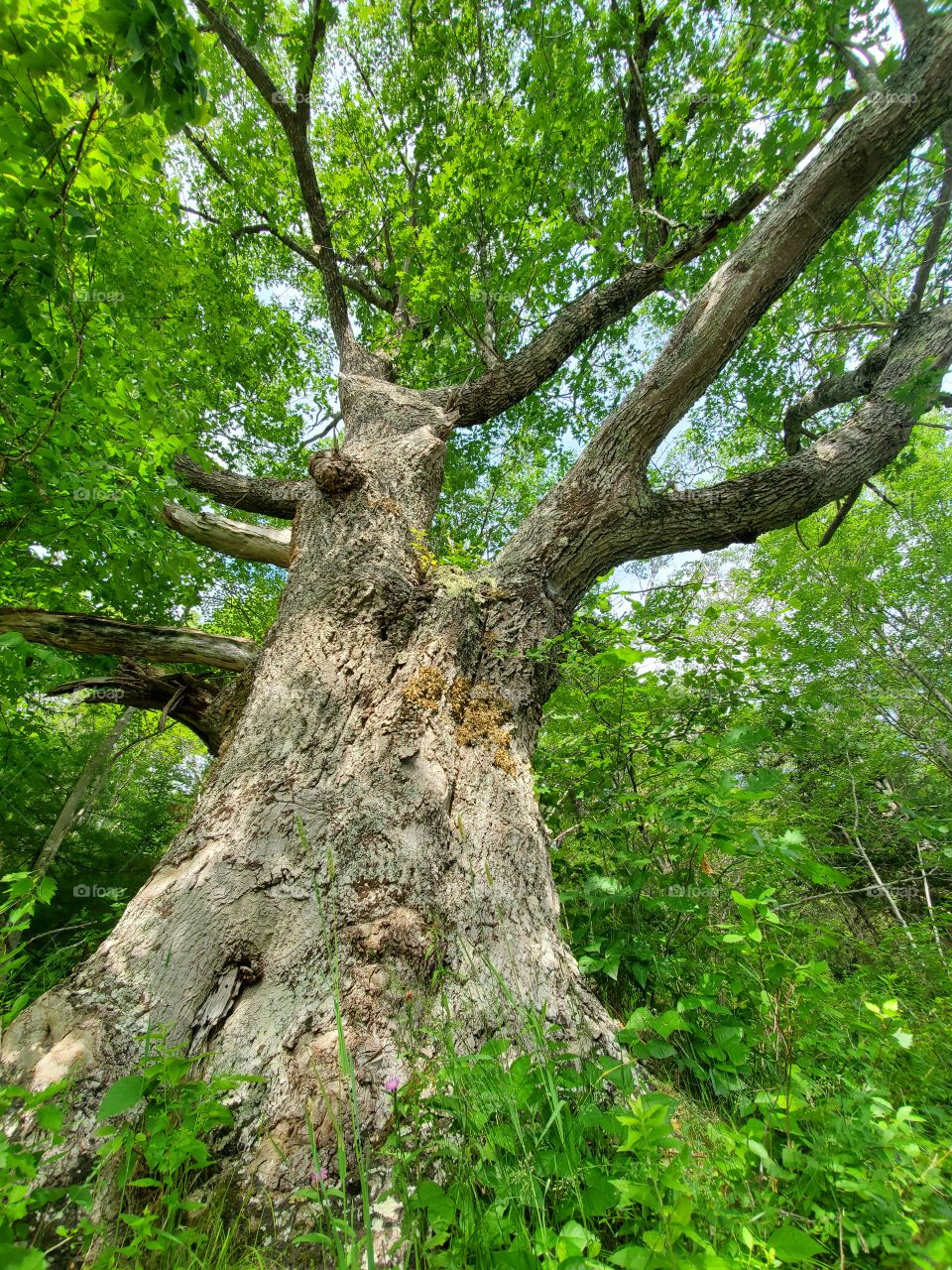 Giant Oak