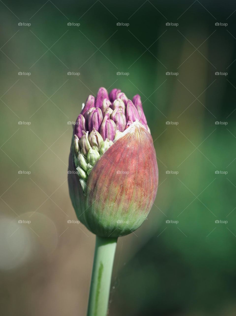 Close-up of Allium flower bud