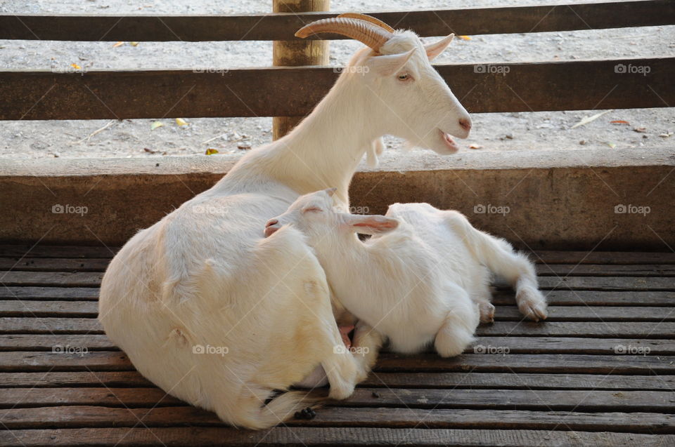 brazilian animals