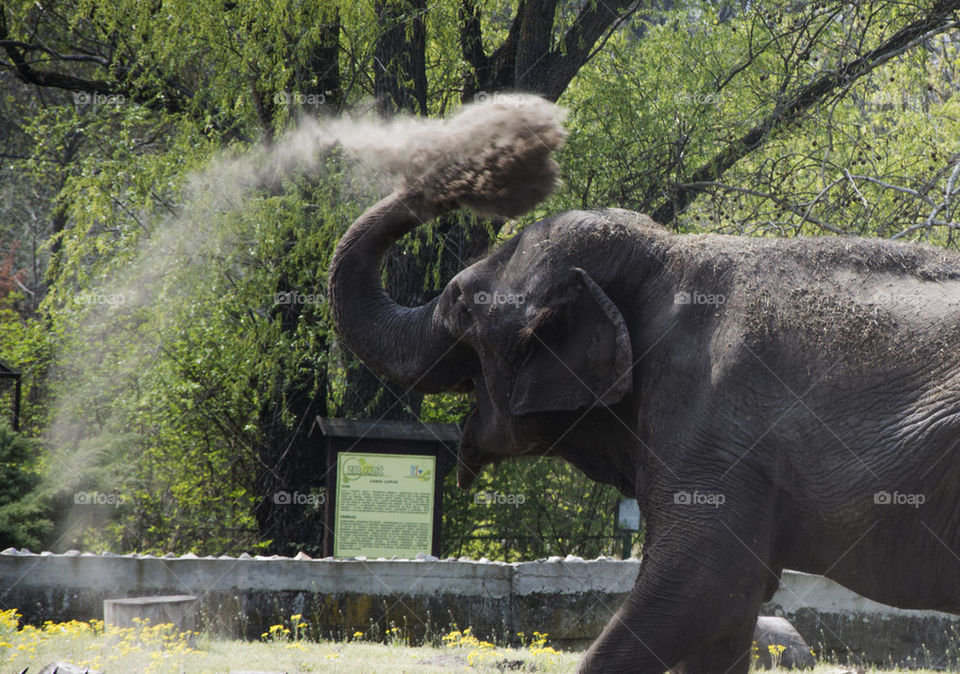 elephant dust bathing