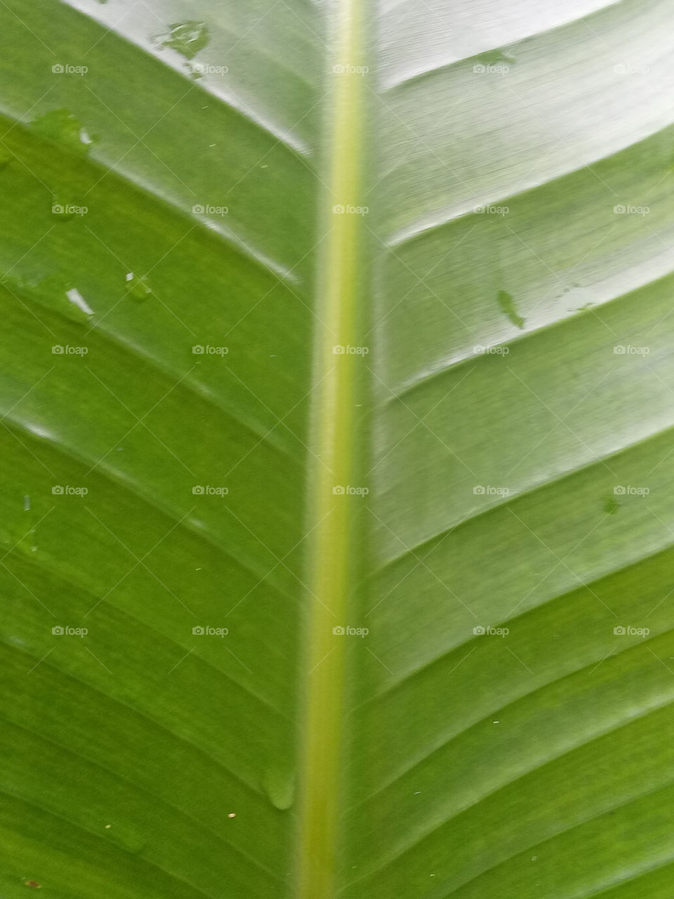 tropical leaf close up