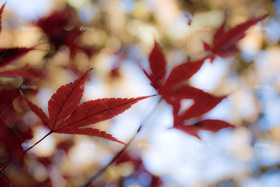 tree sunny leaf fall by jbdc