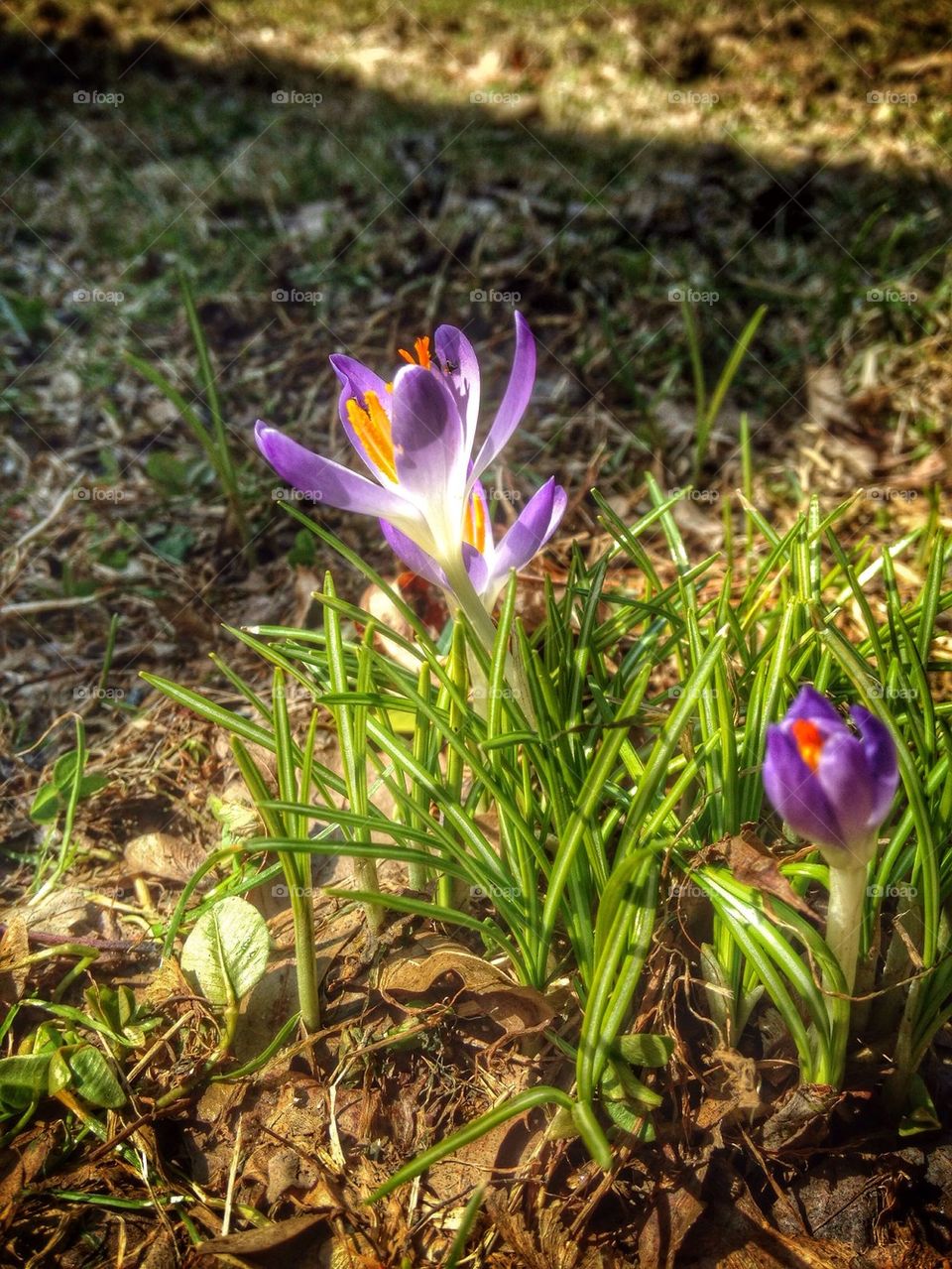 Crocus in early spring