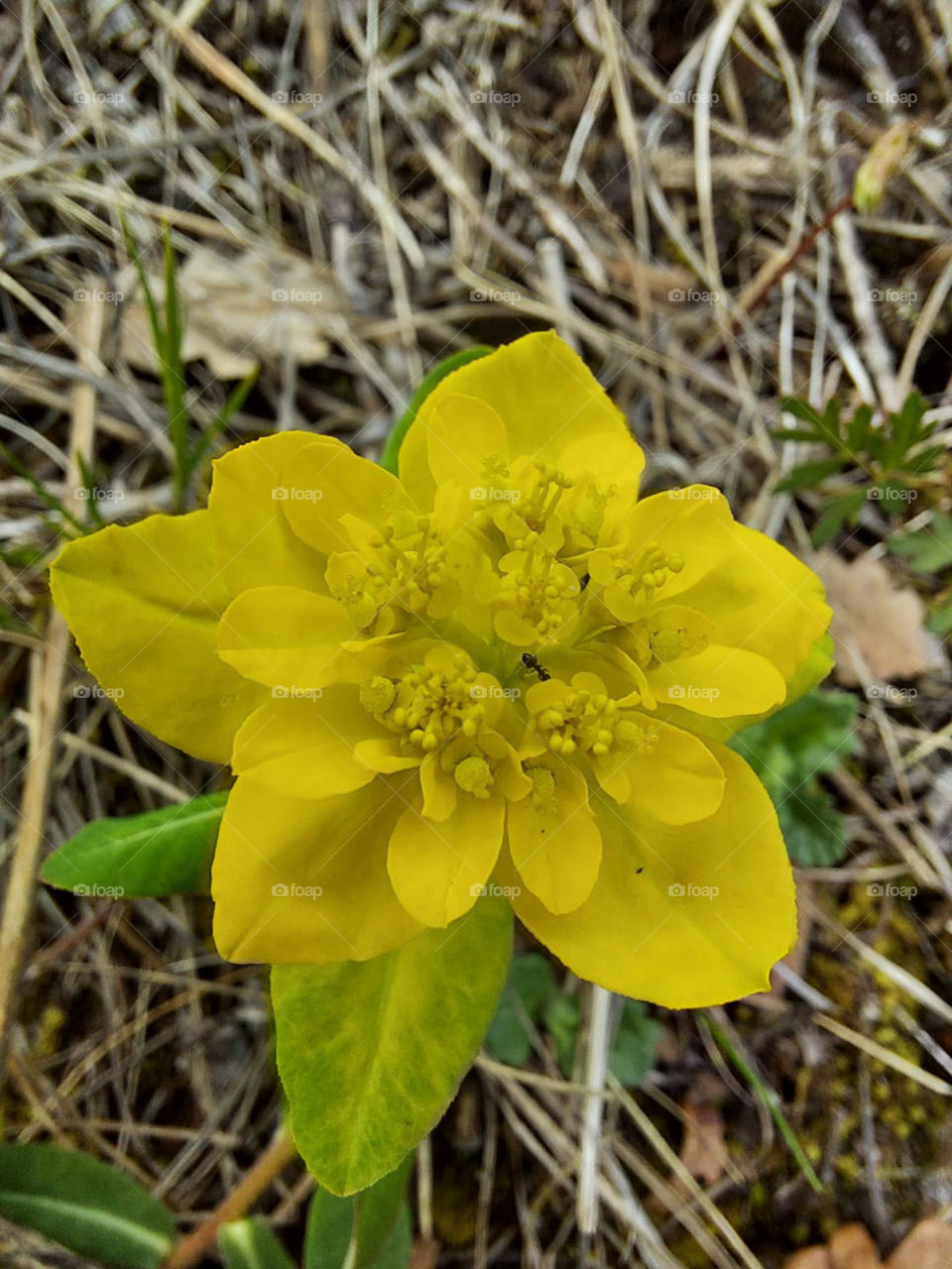 Beautiful flower in nature😍