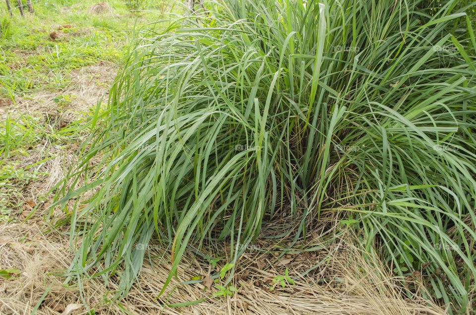 Lemon Grass Plant