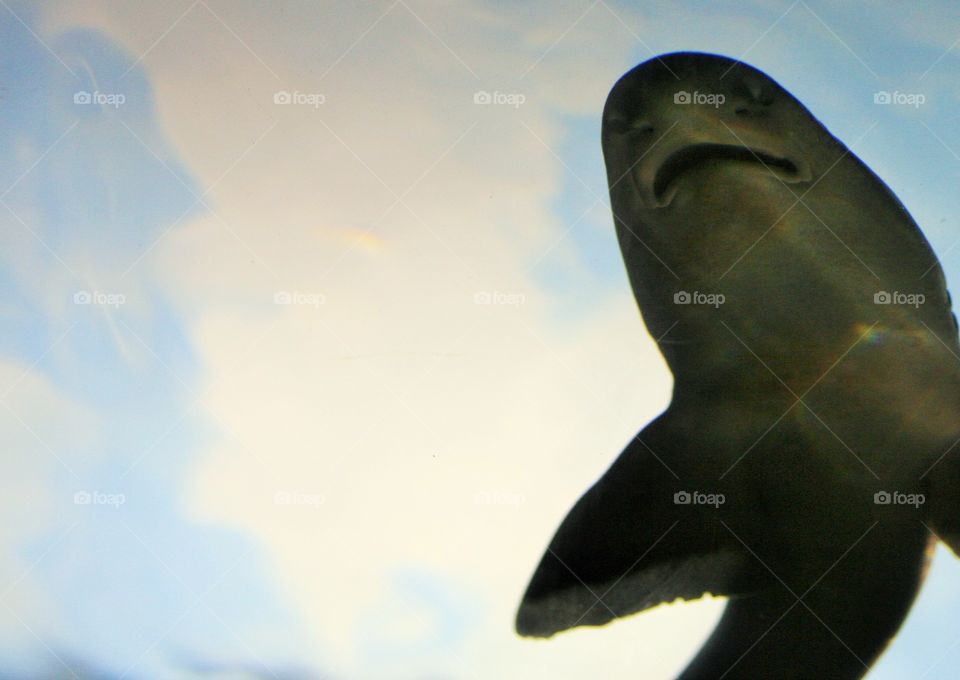 Underneath a shark 