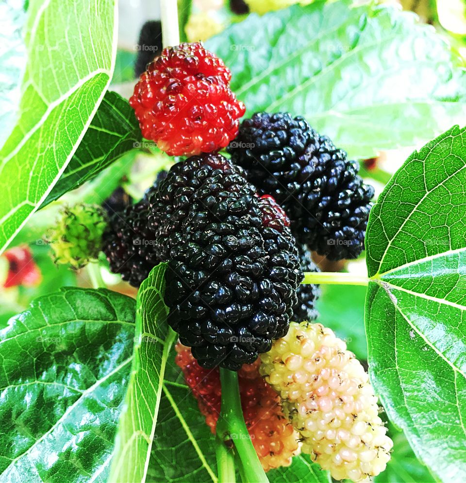 Mulberries in three stages. Mulberry bush, fruit in three stages, black is ripe
