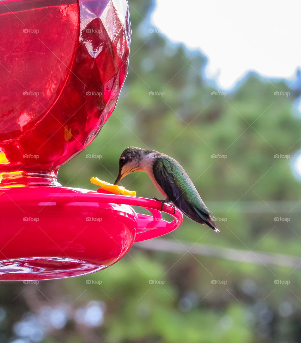 hummingbird perched on feeder
