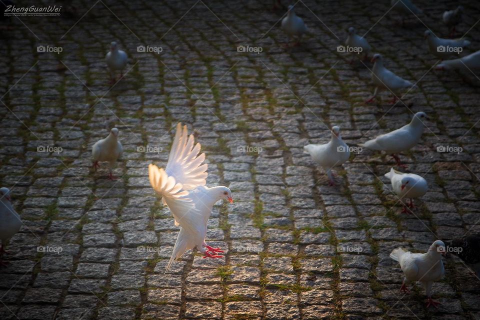 Taiwan birds 