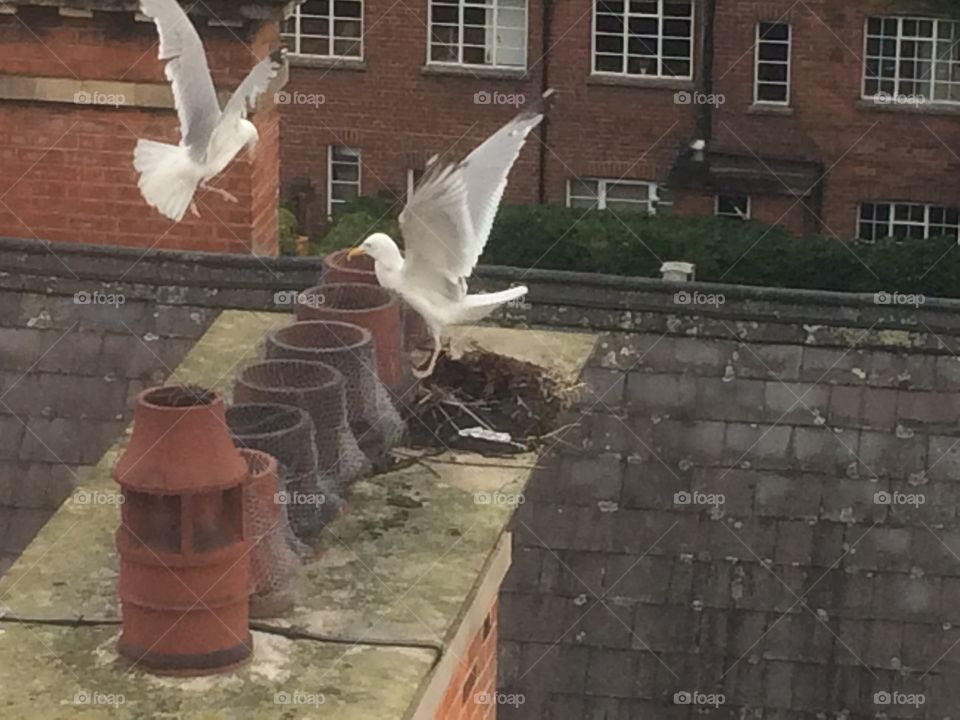 Seagulls nesting on chimney tops 