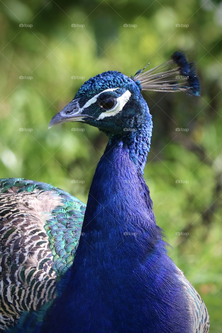 peacock