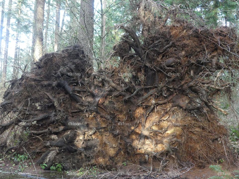 Tree root