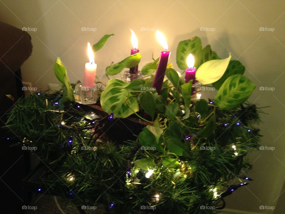 Home Advent Wreath using houseplant 