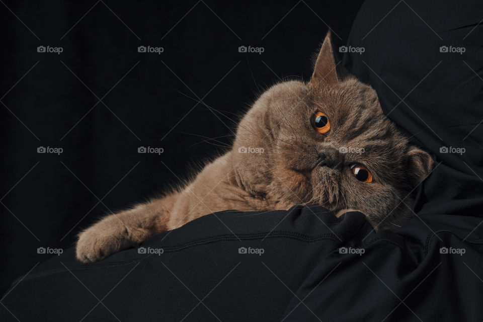 Scottish Straight cat and his owner on dark background.  pet love concept