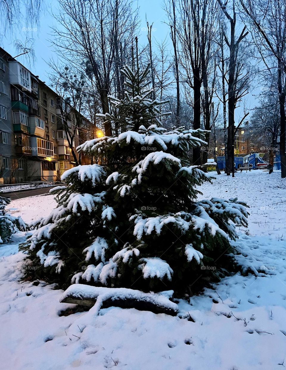 Morning winter landscape: a snow-covered Christmas tree stands in the yard, in the background you can see houses with warm light in the windows, which creates a cozy atmosphere.