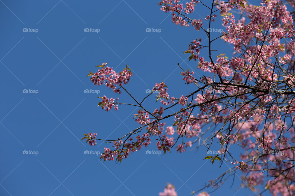 Sakura flower in Thailand 