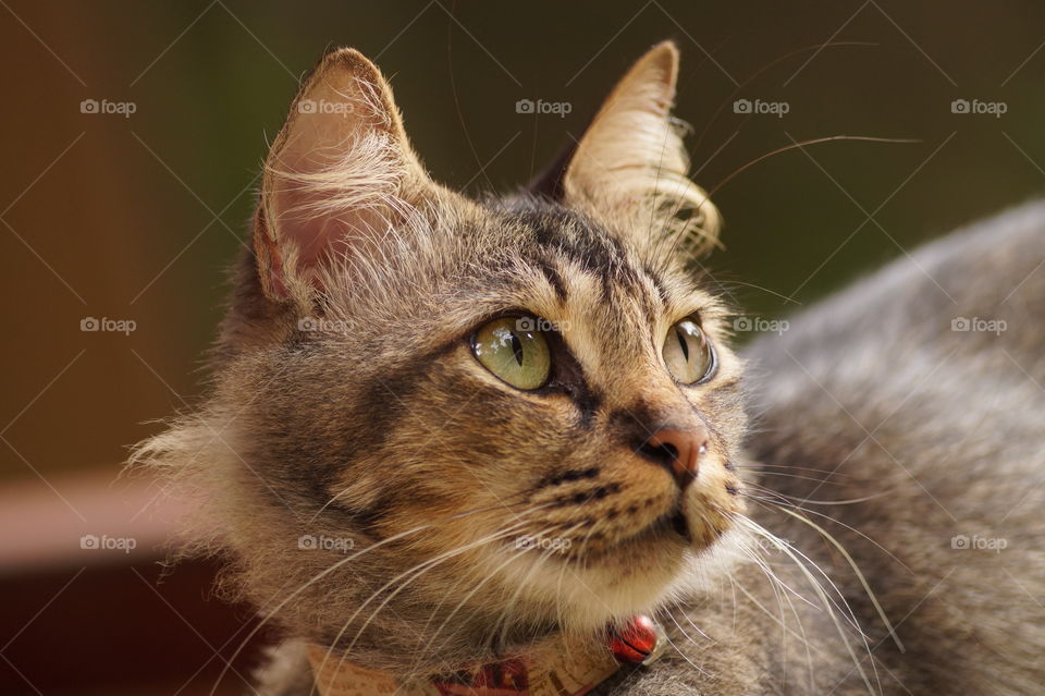 Close up head shot of a cute cat with blurred background