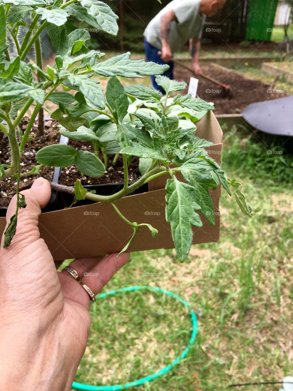 Bringing Veggies To Garden For Planting