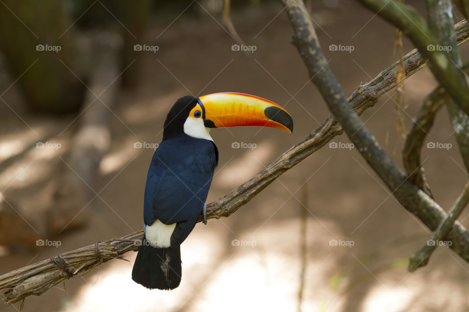 Toco Toucan.