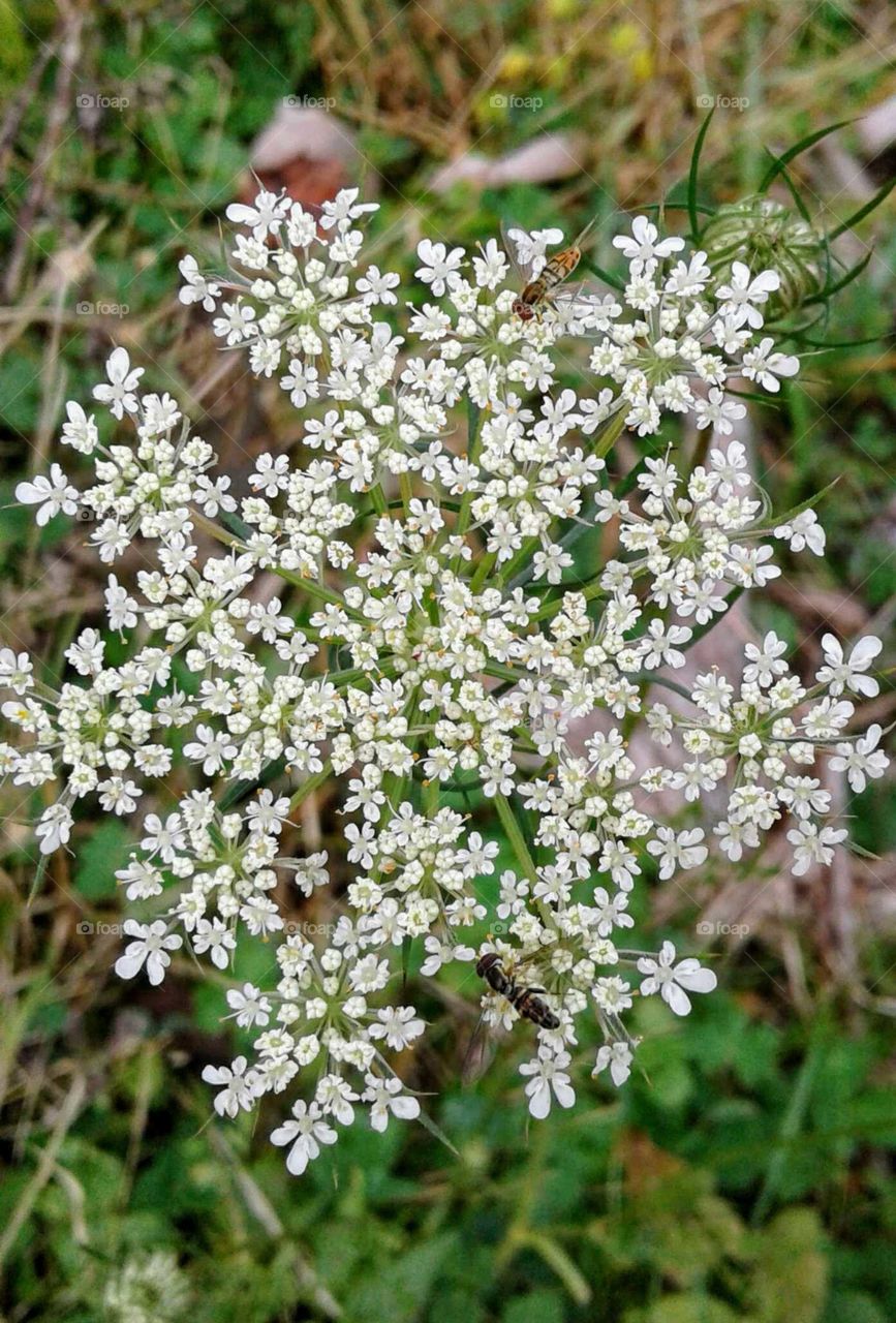 Wildflowers