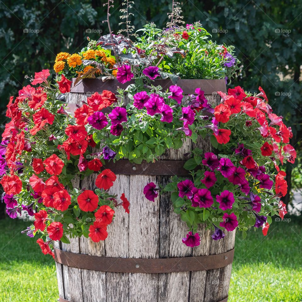 Old oak barrel filled with flowers