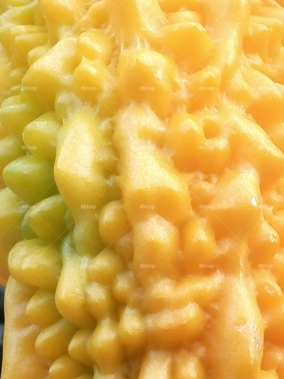 Exploring the bitter gourd surface - 5