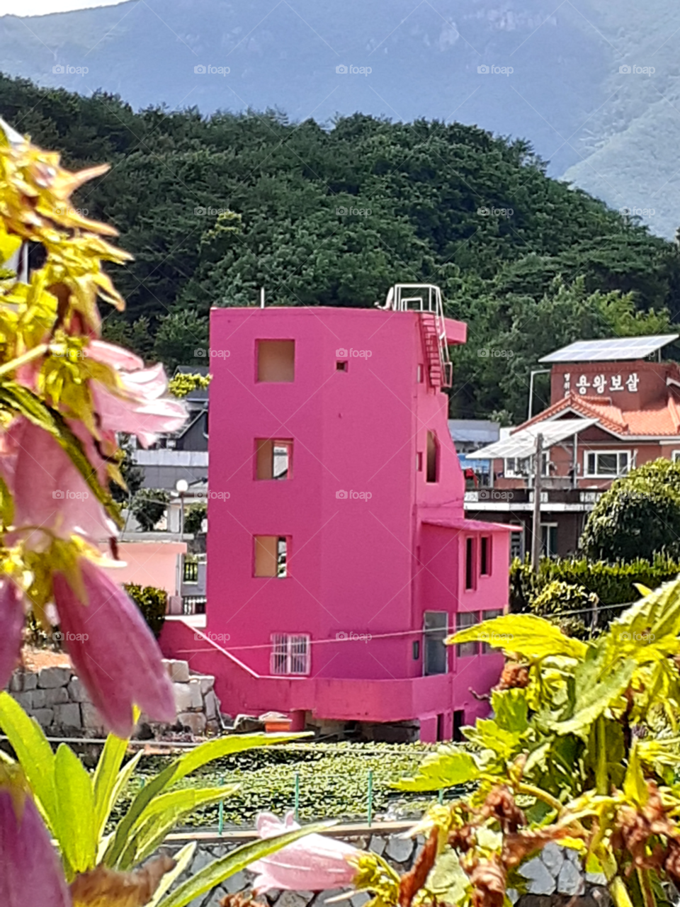 The newly painted Pink house across our home, beside the river. It's so beautiful that makes me happy and envy watching it. This Beautiful summer weather makes that house looks more brighter and clear.