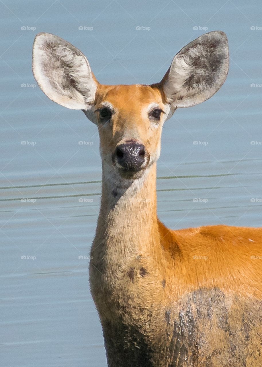 Cervo do Pantanal Jovem (fêmeas não possuem chifres)