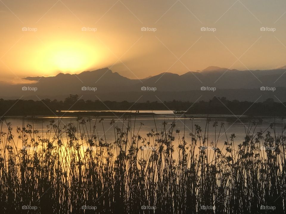 Sunsets through the reeds 