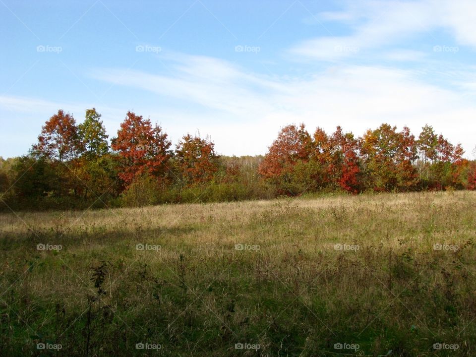 Autumn in the fields 