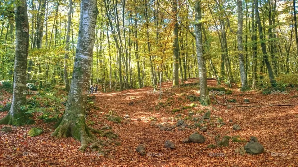 Forest 