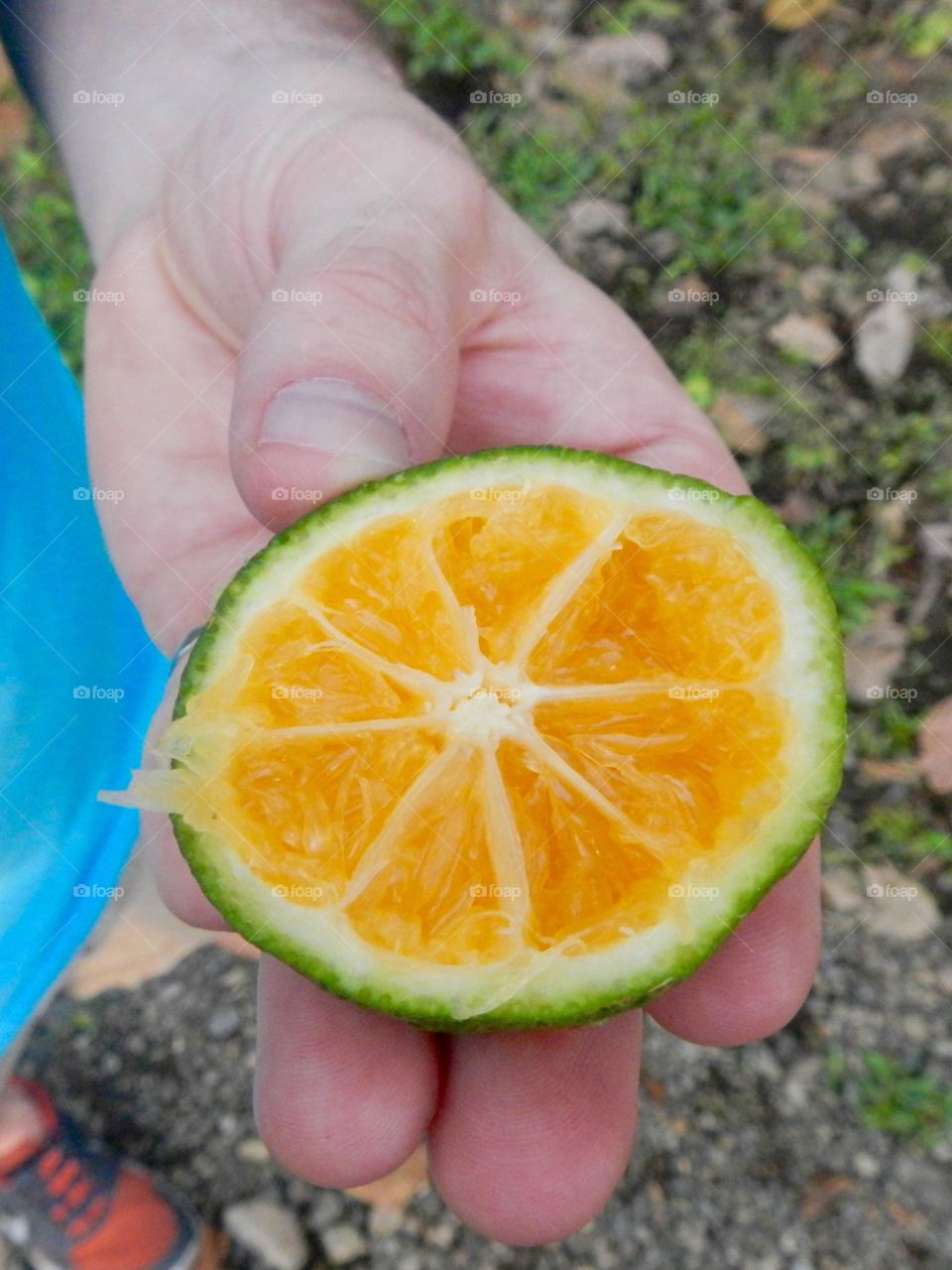 This green orange looking fruit is sour and delicious in cocktails 