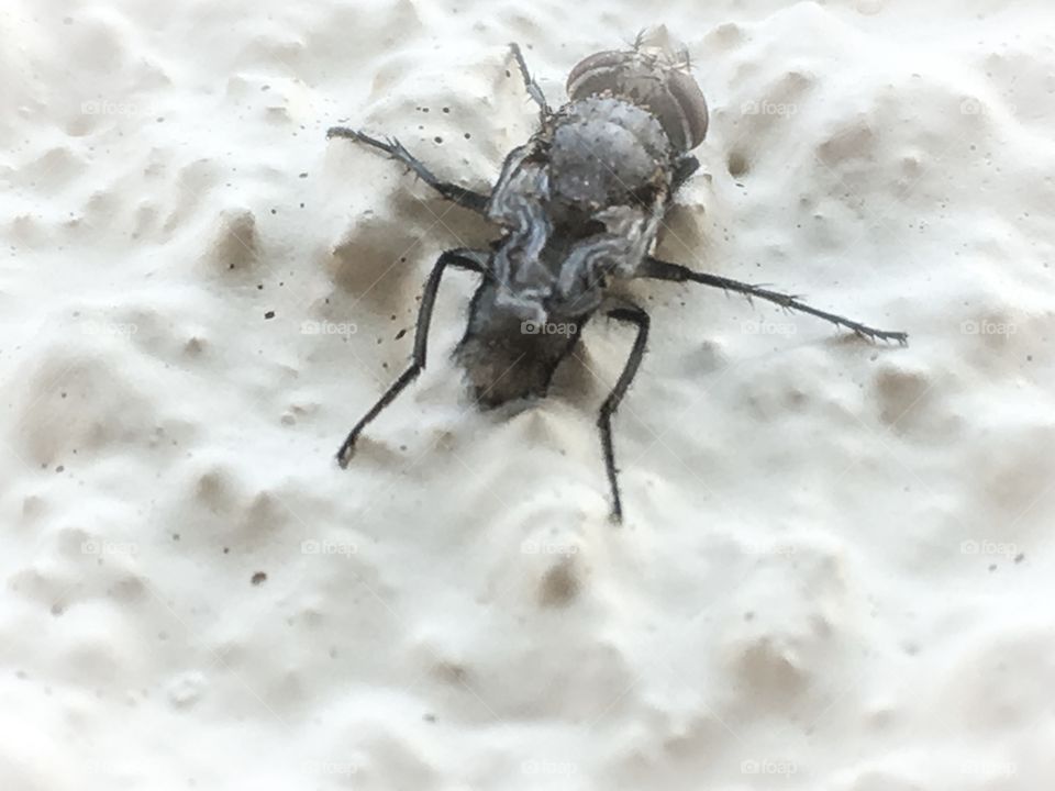 Back view fly on wall close-up up close 