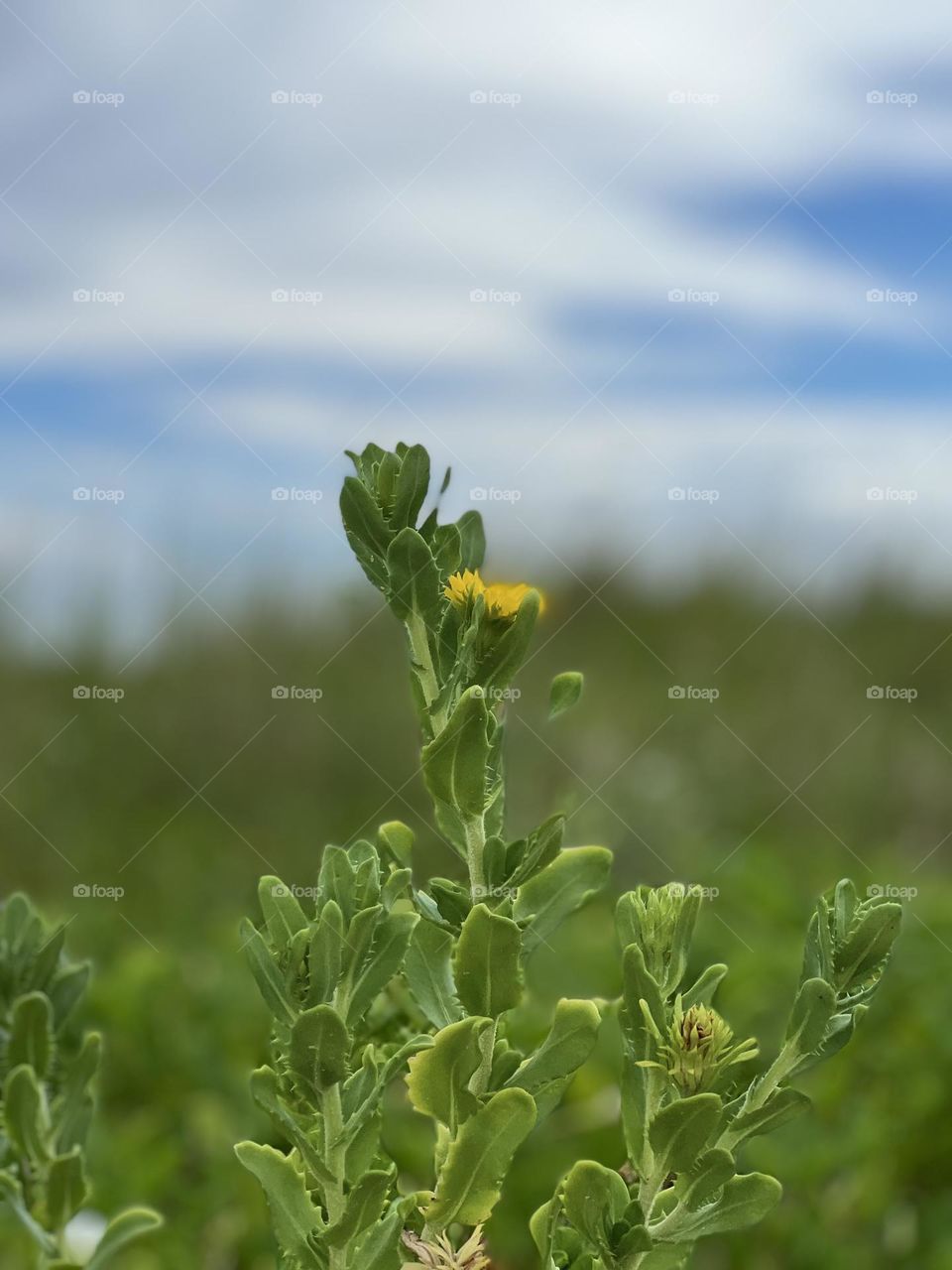 Editors choice. Yellow flowers growing in the sand dunes, with a hazy blue sky and clouds 💛