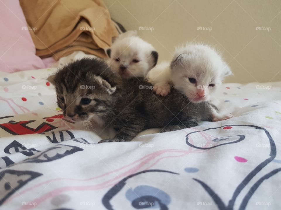 My little babies, ❤❤❤❤❤❤❤❤❤❤❤❤❤❤❤❤❤❤❤❤❤